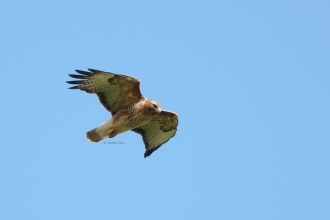 Buzzard Notts WT cpt James Clay
