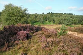 Rainworth Heath Notts WT