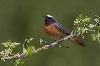 Redstart ©Richard Steel 2020Vision