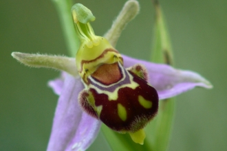 Bee orchid Besthorpe (19) NottsWT cptRoy Vickers