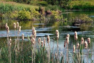 Besthorpe Nature Reserve (c) Michelle Naysmith