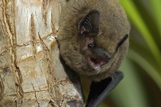 Pipistrelle © Sue Charlton