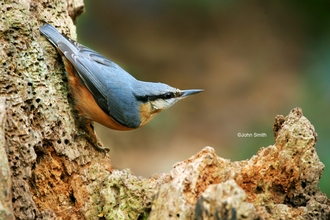 NUTHATCH (2) NottsWt cpt John Smith.