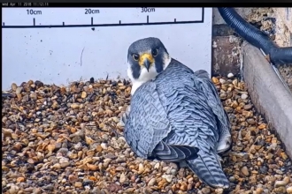 2018 NTU Peregrine Falcon