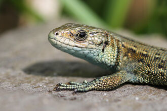 Common Lizard Notts WT cpt Jon Hawkins