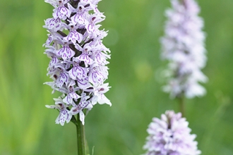 Common Spotted Orchid