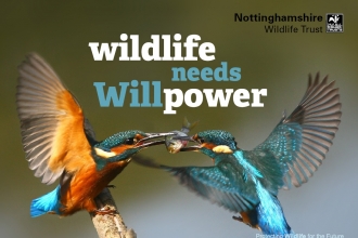 Wildlife needs willpower