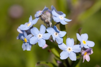 Wood Forget-Me-Not at Kimberley Cutting Nature Reserve NottsWT cpt Al Greer
