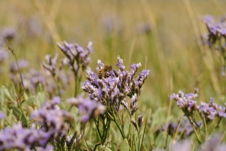 Lavender wildlifetrusts_40677312754