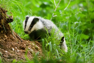 Badger Notts Wt cpt Elliott Neep NeepImages.com (6) Cropped Credit