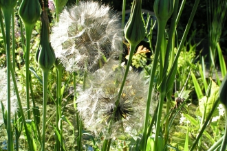 Seedhead