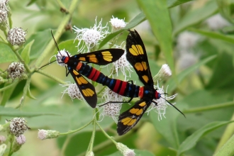 Malaysian butterfly
