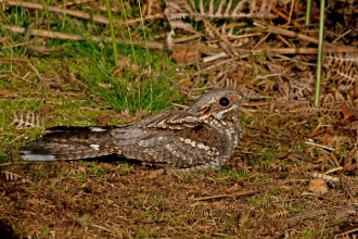 Nightjar Thoresby Estates cpt John