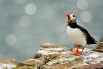 Wildlife Travel Atlantic Puffin, Farne Islands, Northumberland, 29th June 2015 17