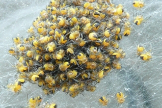 Baby spiders