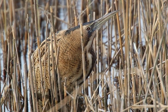 Bittern Notts WT cpt Mike Vickers