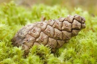 Pine cone