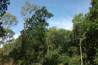 Treswell Woods Aquisition Funding Launch Event - HLF