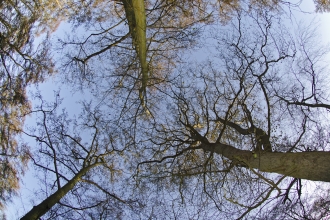Alders in winter