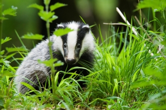 Badger Cpt Elliott Neep