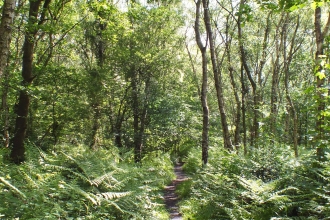 Sellers Wood Tony Summers