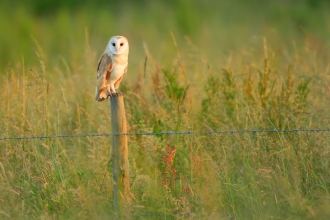 Barn owl - Credit Jon Hawkins Surrey Hills Photography