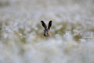 Brown Hare David Tipling / 2020 Vision