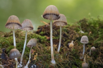 Fungi at Gamston Wood, Alan West