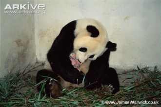 Giant Panda