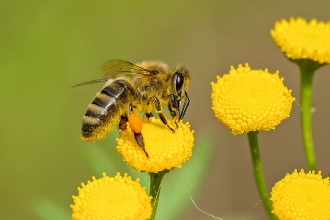 Honey bee