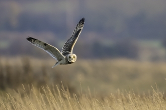 Short Eared Owl Mike Vickers