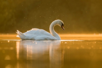 Mute Swan at dusk by Steven Fairbrother