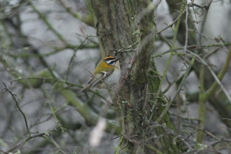 Firecrest at Barton Lane near Attenborough Nature Reserve