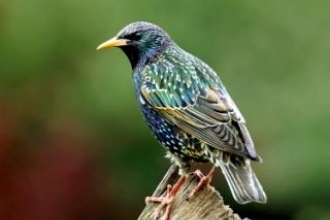 Starling by John Smith