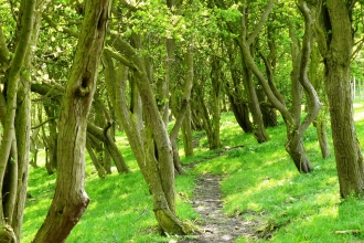 Notts woodland