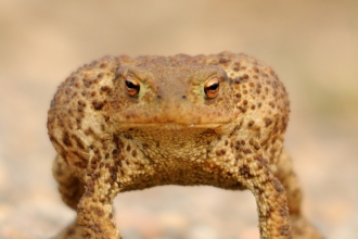 Toad