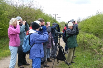Bird Walk