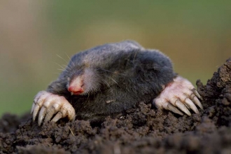 Mole