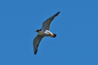 Peregrine Falcon