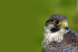 Peregrine Falcon by Jonathon Clark