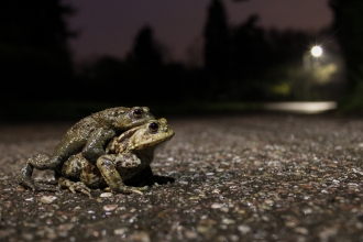 Toads in the road