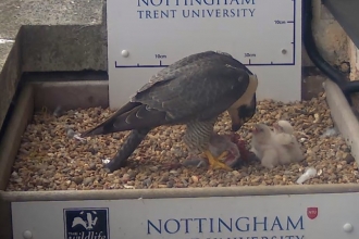 three peregrine chicks being fed