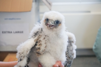 One of three peregrine falcon chicks ringed