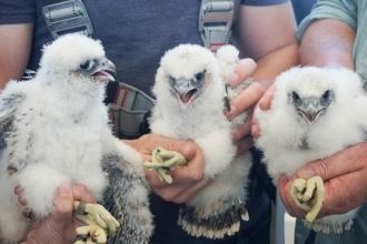 Three healthy peregrine falcon chicks successfully ringed.