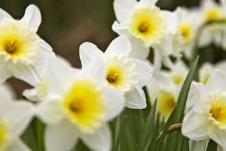 Daffodil Notts WT cpt Rob Brooks (2).jpg