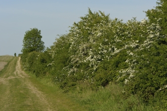 Hedgerow
