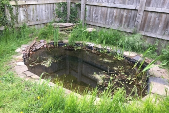 Image of a garden pond in progress, dirt added and plants growing