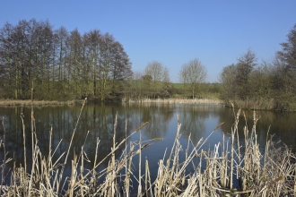 Reed Pond, Lambley by Paul Fitzgerald
