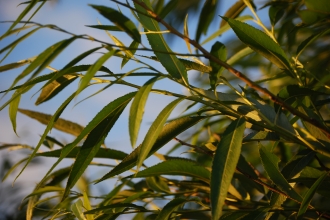 Willow