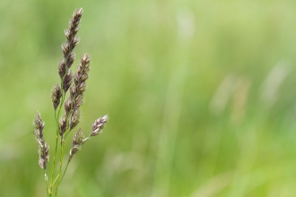 Grass at Osmanthorpe Orchard